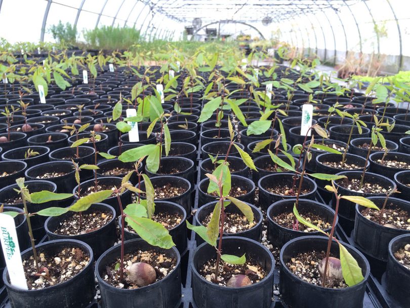 Nicholas Holt Scholarship