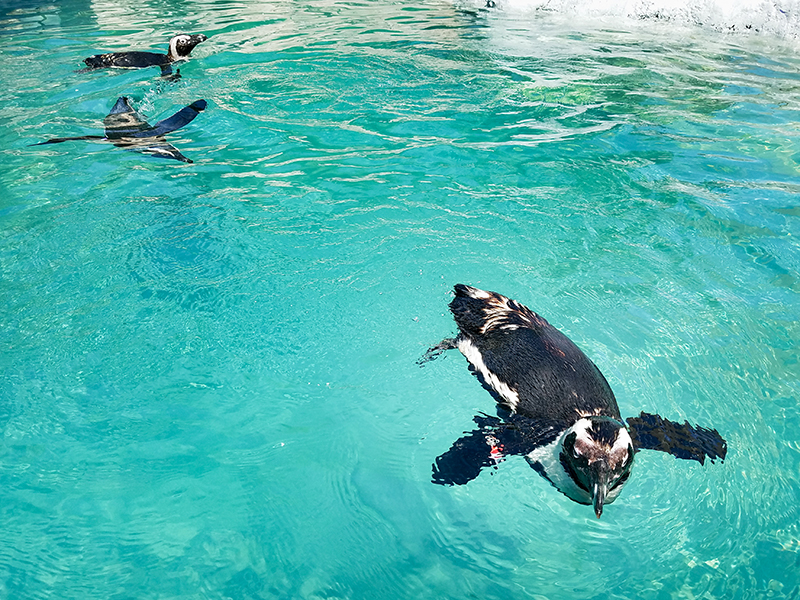 Unity College Penquins