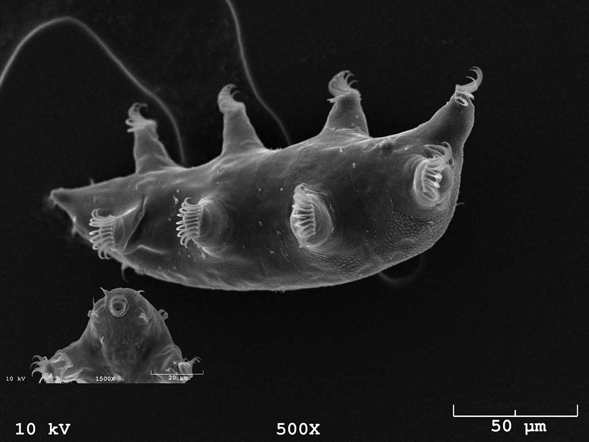 Unity College professor discovers another new species of tardigrade ...