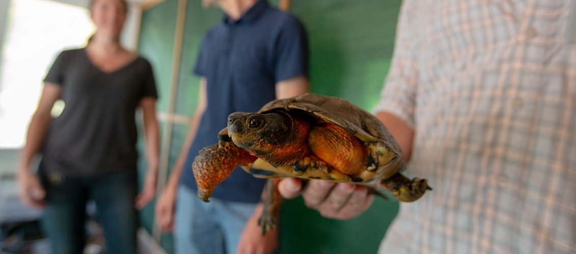 Unity College Collaborates with Center for Wildlife in Cape Neddick and the MDIF&W to return a wood turtle back to its natural habitat